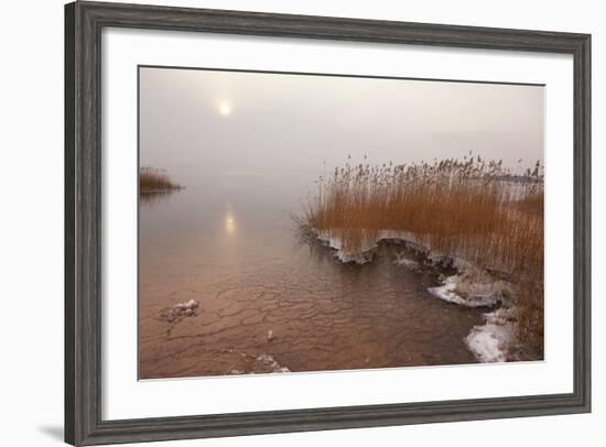 Usedom, Achterwasser, Reed, Frost-Catharina Lux-Framed Photographic Print