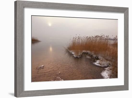 Usedom, Achterwasser, Reed, Frost-Catharina Lux-Framed Photographic Print