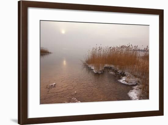 Usedom, Achterwasser, Reed, Frost-Catharina Lux-Framed Photographic Print