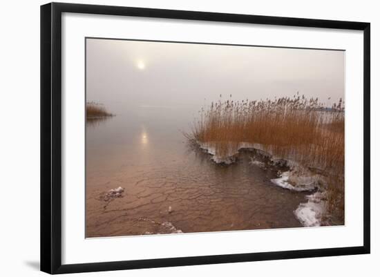 Usedom, Achterwasser, Reed, Frost-Catharina Lux-Framed Photographic Print