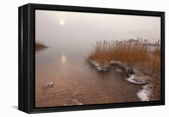 Usedom, Achterwasser, Reed, Frost-Catharina Lux-Framed Premier Image Canvas