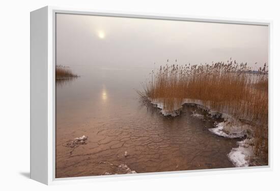 Usedom, Achterwasser, Reed, Frost-Catharina Lux-Framed Premier Image Canvas