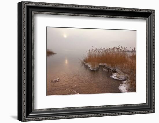 Usedom, Achterwasser, Reed, Frost-Catharina Lux-Framed Photographic Print