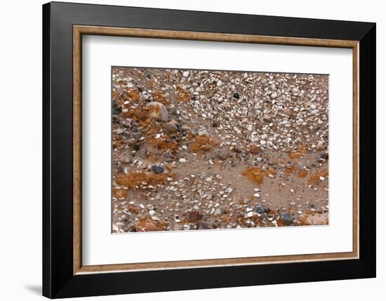 Usedom, Baltic Sea Beach, Escarpment with Sediment Layers-Catharina Lux-Framed Photographic Print