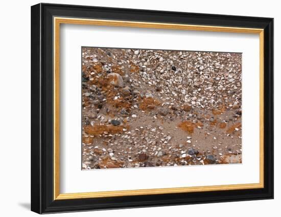 Usedom, Baltic Sea Beach, Escarpment with Sediment Layers-Catharina Lux-Framed Photographic Print