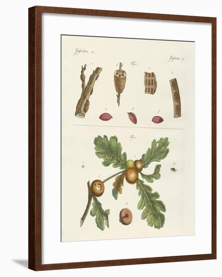 Useful Insects-null-Framed Giclee Print