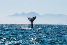 Seascape with Whale Tail.-USO-Photographic Print