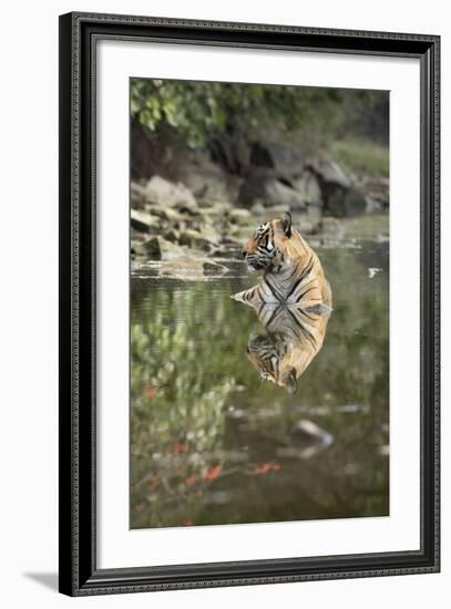 Ustaad, T24, Royal Bengal Tiger (Tigris Tigris), Ranthambhore, Rajasthan, India-Janette Hill-Framed Photographic Print