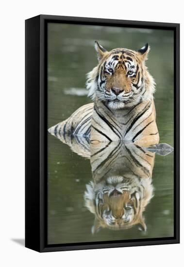 Ustaad, T24, Royal Bengal Tiger (Tigris Tigris), Ranthambhore, Rajasthan, India-Janette Hill-Framed Premier Image Canvas