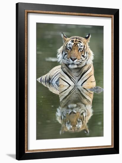 Ustaad, T24, Royal Bengal Tiger (Tigris Tigris), Ranthambhore, Rajasthan, India-Janette Hill-Framed Photographic Print