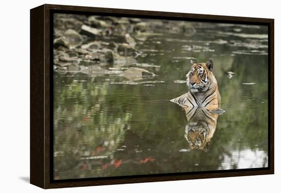 Ustaad, T24, Royal Bengal Tiger (Tigris Tigris), Ranthambhore, Rajasthan, India-Janette Hill-Framed Premier Image Canvas