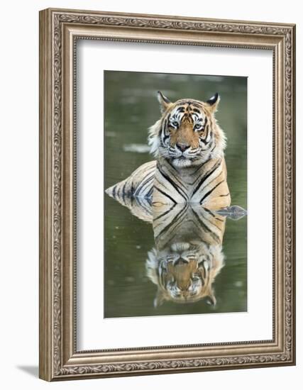 Ustaad, T24, Royal Bengal Tiger (Tigris Tigris), Ranthambhore, Rajasthan, India-Janette Hill-Framed Photographic Print