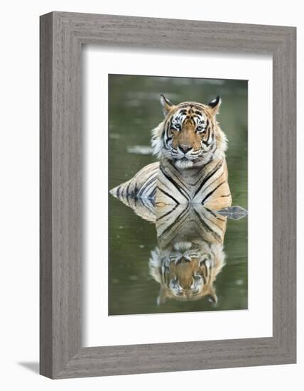 Ustaad, T24, Royal Bengal Tiger (Tigris Tigris), Ranthambhore, Rajasthan, India-Janette Hill-Framed Photographic Print