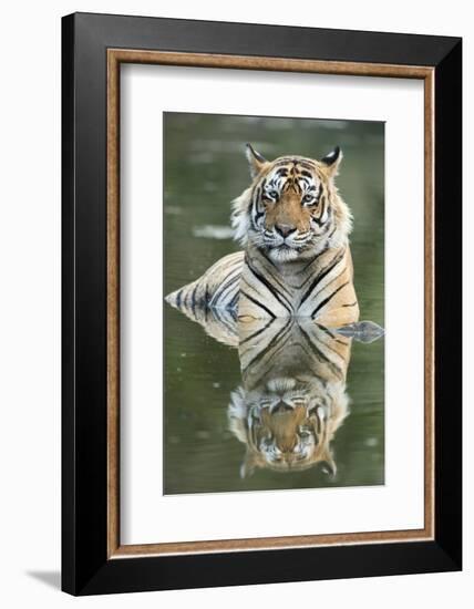 Ustaad, T24, Royal Bengal Tiger (Tigris Tigris), Ranthambhore, Rajasthan, India-Janette Hill-Framed Photographic Print