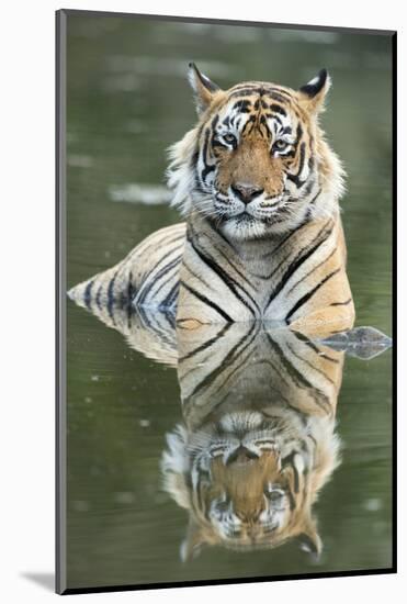 Ustaad, T24, Royal Bengal Tiger (Tigris Tigris), Ranthambhore, Rajasthan, India-Janette Hill-Mounted Photographic Print