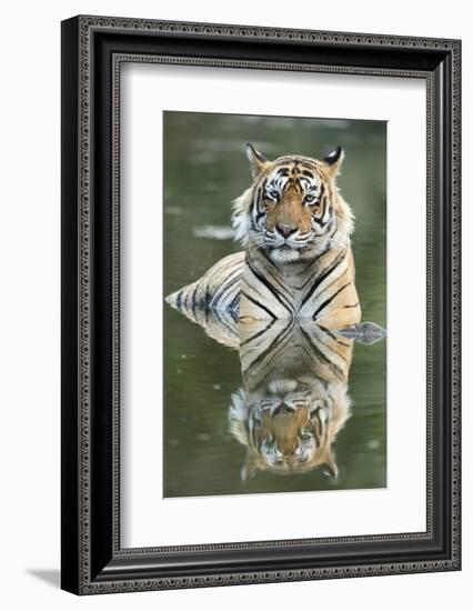 Ustaad, T24, Royal Bengal Tiger (Tigris Tigris), Ranthambhore, Rajasthan, India-Janette Hill-Framed Photographic Print