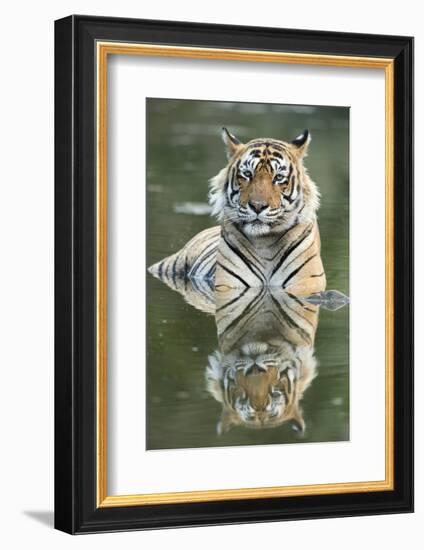 Ustaad, T24, Royal Bengal Tiger (Tigris Tigris), Ranthambhore, Rajasthan, India-Janette Hill-Framed Photographic Print