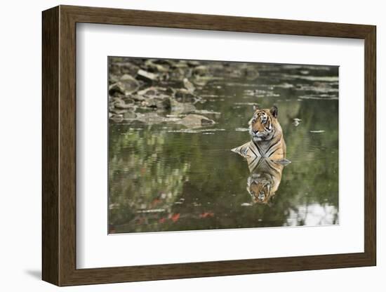 Ustaad, T24, Royal Bengal Tiger (Tigris Tigris), Ranthambhore, Rajasthan, India-Janette Hill-Framed Photographic Print