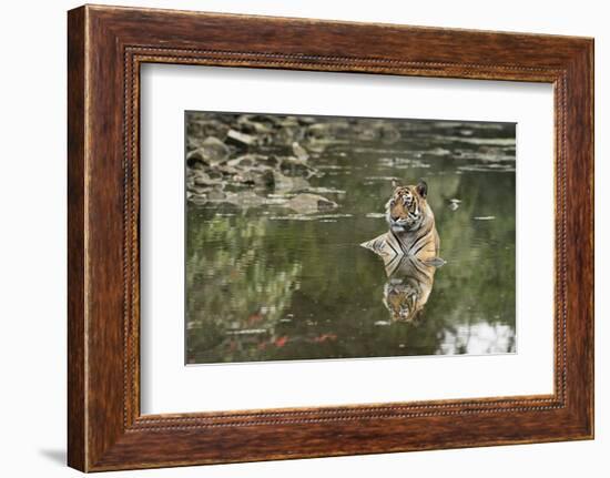 Ustaad, T24, Royal Bengal Tiger (Tigris Tigris), Ranthambhore, Rajasthan, India-Janette Hill-Framed Photographic Print