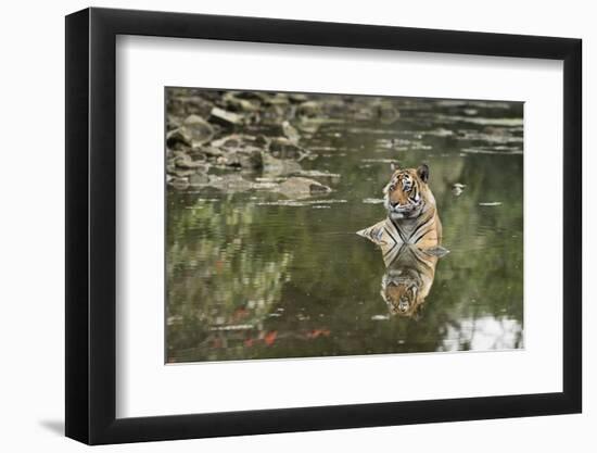 Ustaad, T24, Royal Bengal Tiger (Tigris Tigris), Ranthambhore, Rajasthan, India-Janette Hill-Framed Photographic Print