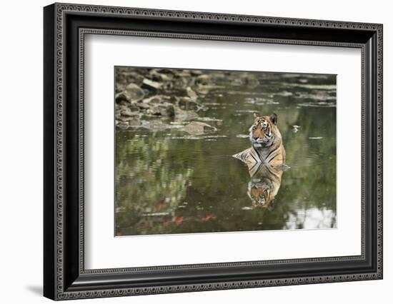 Ustaad, T24, Royal Bengal Tiger (Tigris Tigris), Ranthambhore, Rajasthan, India-Janette Hill-Framed Photographic Print