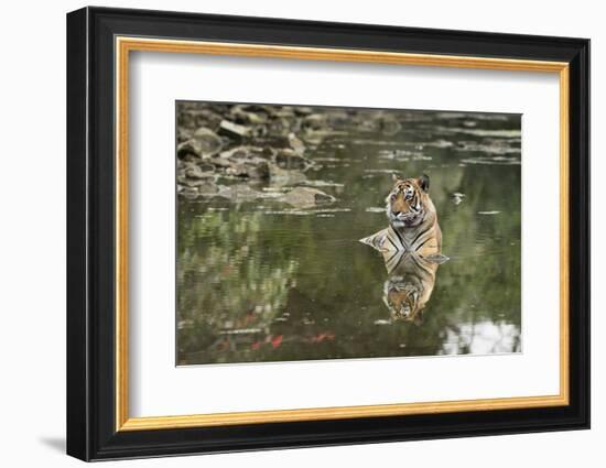 Ustaad, T24, Royal Bengal Tiger (Tigris Tigris), Ranthambhore, Rajasthan, India-Janette Hill-Framed Photographic Print