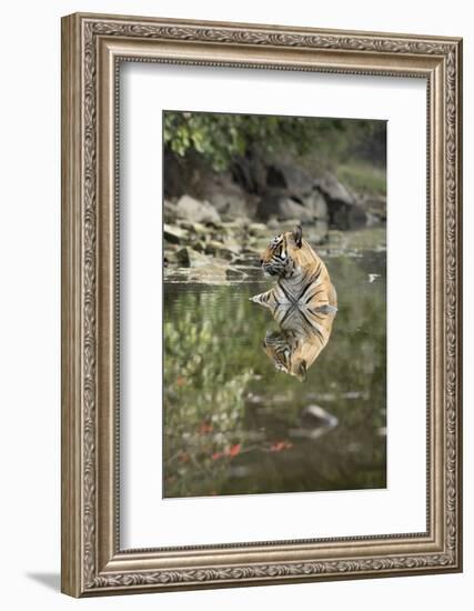 Ustaad, T24, Royal Bengal Tiger (Tigris Tigris), Ranthambhore, Rajasthan, India-Janette Hill-Framed Photographic Print