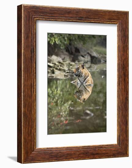 Ustaad, T24, Royal Bengal Tiger (Tigris Tigris), Ranthambhore, Rajasthan, India-Janette Hill-Framed Photographic Print