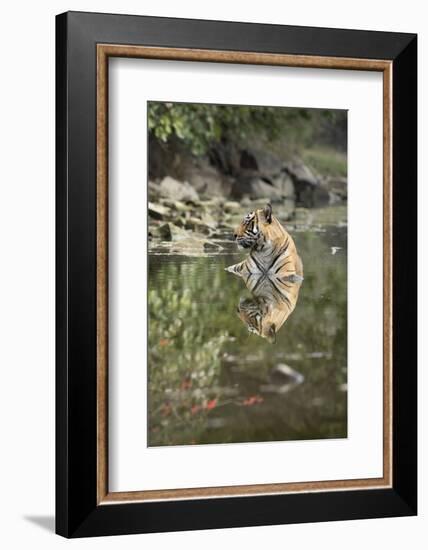 Ustaad, T24, Royal Bengal Tiger (Tigris Tigris), Ranthambhore, Rajasthan, India-Janette Hill-Framed Photographic Print