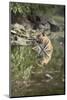 Ustaad, T24, Royal Bengal Tiger (Tigris Tigris), Ranthambhore, Rajasthan, India-Janette Hill-Mounted Photographic Print