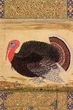 A Turkey-Cock, Brought to Jahangir from Goa in 1612, from the Wantage Album, Mughal, circa 1612-Ustad Mansur-Framed Giclee Print