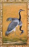 A Barbet (Himalayan Blue-Throated Bird) Jahangir Period, Mughal, 1615-Ustad Mansur-Framed Premier Image Canvas