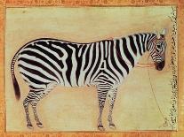 Zebra, from the "Minto Album," Mughal, 1621-Ustad Mansur-Giclee Print