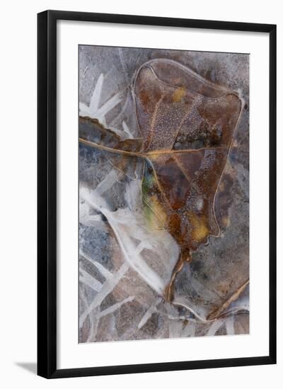 Utah. Abstract Design of Frozen Ice Patterns and Aspen Leaf in Stream, Hunter Canyon, Near Moab-Judith Zimmerman-Framed Photographic Print