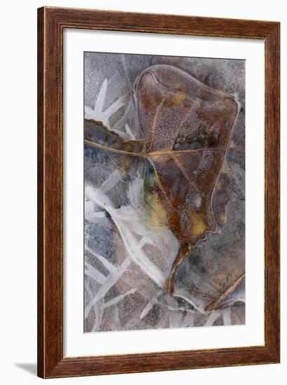 Utah. Abstract Design of Frozen Ice Patterns and Aspen Leaf in Stream, Hunter Canyon, Near Moab-Judith Zimmerman-Framed Photographic Print