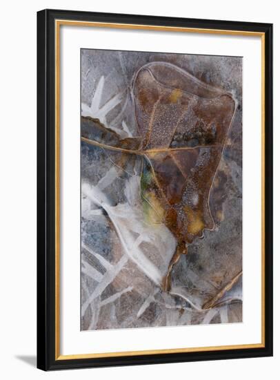 Utah. Abstract Design of Frozen Ice Patterns and Aspen Leaf in Stream, Hunter Canyon, Near Moab-Judith Zimmerman-Framed Photographic Print