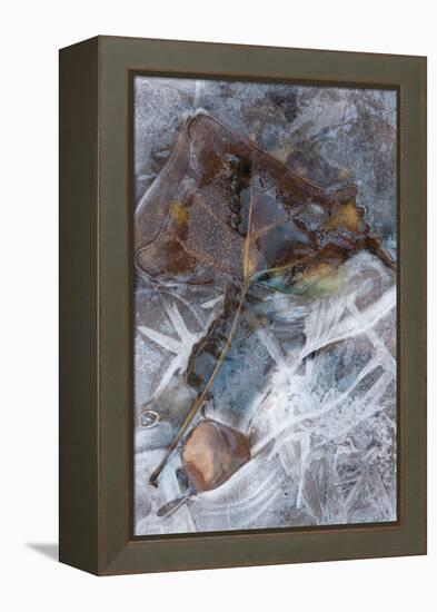 Utah. Abstract Design of Frozen Ice Patterns and Aspen Leaf in Stream, Hunter Canyon, Near Moab-Judith Zimmerman-Framed Premier Image Canvas