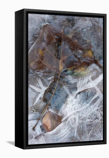 Utah. Abstract Design of Frozen Ice Patterns and Aspen Leaf in Stream, Hunter Canyon, Near Moab-Judith Zimmerman-Framed Premier Image Canvas