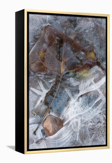 Utah. Abstract Design of Frozen Ice Patterns and Aspen Leaf in Stream, Hunter Canyon, Near Moab-Judith Zimmerman-Framed Premier Image Canvas