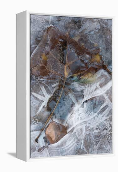 Utah. Abstract Design of Frozen Ice Patterns and Aspen Leaf in Stream, Hunter Canyon, Near Moab-Judith Zimmerman-Framed Premier Image Canvas