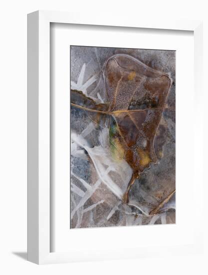 Utah. Abstract Design of Frozen Ice Patterns and Aspen Leaf in Stream, Hunter Canyon, Near Moab-Judith Zimmerman-Framed Photographic Print