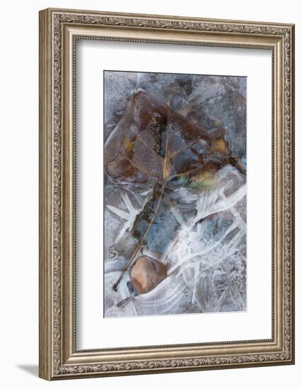 Utah. Abstract Design of Frozen Ice Patterns and Aspen Leaf in Stream, Hunter Canyon, Near Moab-Judith Zimmerman-Framed Photographic Print