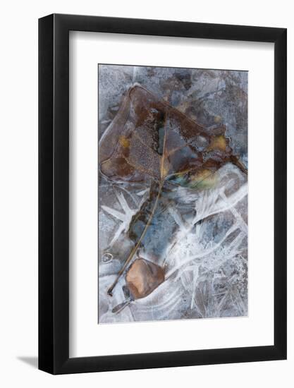 Utah. Abstract Design of Frozen Ice Patterns and Aspen Leaf in Stream, Hunter Canyon, Near Moab-Judith Zimmerman-Framed Photographic Print