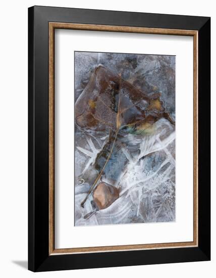 Utah. Abstract Design of Frozen Ice Patterns and Aspen Leaf in Stream, Hunter Canyon, Near Moab-Judith Zimmerman-Framed Photographic Print