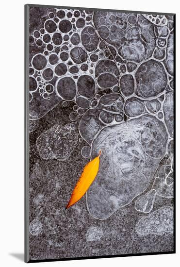 Utah, Abstract Nature. Abstract Design of Leaf Frozen into Ice Bubbles in Mill Creek-Judith Zimmerman-Mounted Photographic Print