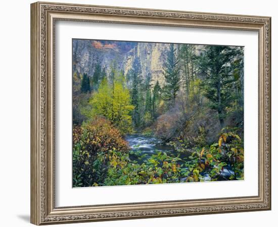 Utah. Along Logan River in Autumn. Logan Canyon. Uinta-Wasatch-Cache-Scott T^ Smith-Framed Photographic Print