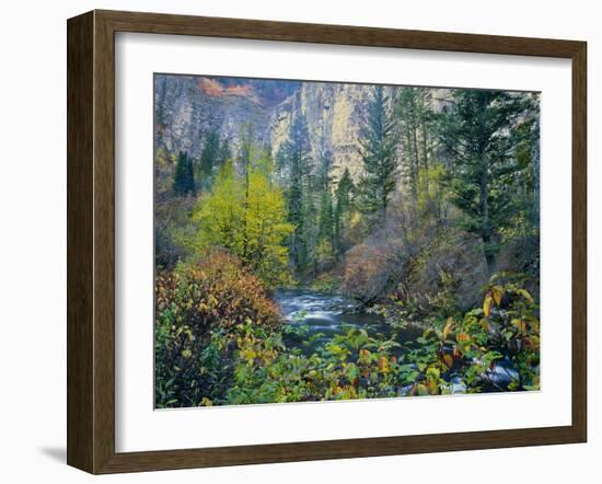 Utah. Along Logan River in Autumn. Logan Canyon. Uinta-Wasatch-Cache-Scott T^ Smith-Framed Photographic Print