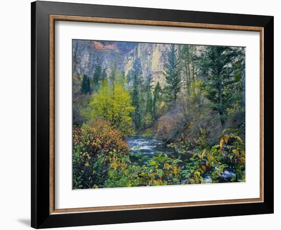 Utah. Along Logan River in Autumn. Logan Canyon. Uinta-Wasatch-Cache-Scott T^ Smith-Framed Photographic Print