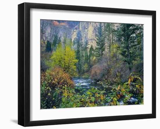 Utah. Along Logan River in Autumn. Logan Canyon. Uinta-Wasatch-Cache-Scott T^ Smith-Framed Photographic Print