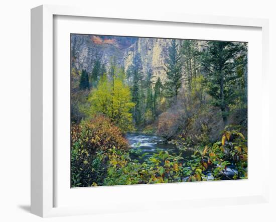 Utah. Along Logan River in Autumn. Logan Canyon. Uinta-Wasatch-Cache-Scott T^ Smith-Framed Photographic Print